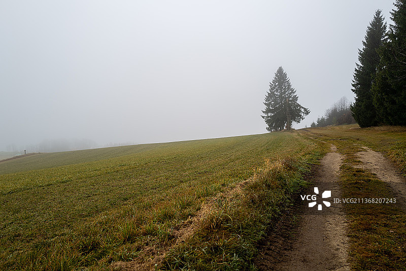 树在雾中，风景的田野对天空在雾天气图片素材