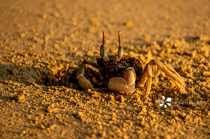 日出中的螃蟹，泰国哥耀内海滩沙滩上的螃蟹特写图片素材