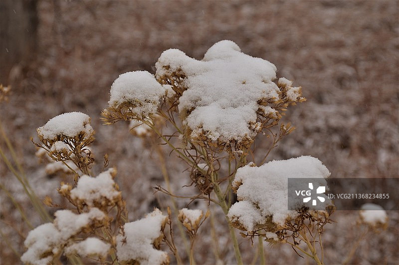 第一场雪，现场冰冻植物的特写，丹佛，科罗拉多州，美国图片素材