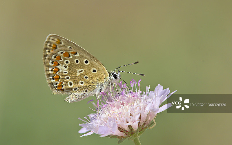 常见的蓝色，蝴蝶在紫色的花上授粉的特写图片素材