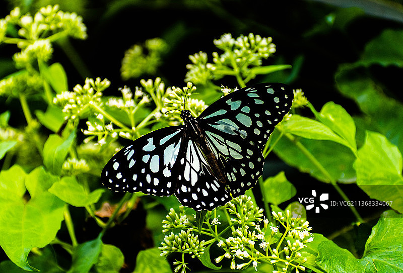 蝴蝶在花上授粉的特写图片素材