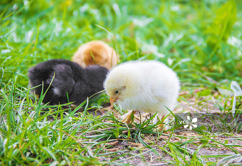 小雏鸡在绿草中选择复活节的焦点图片素材