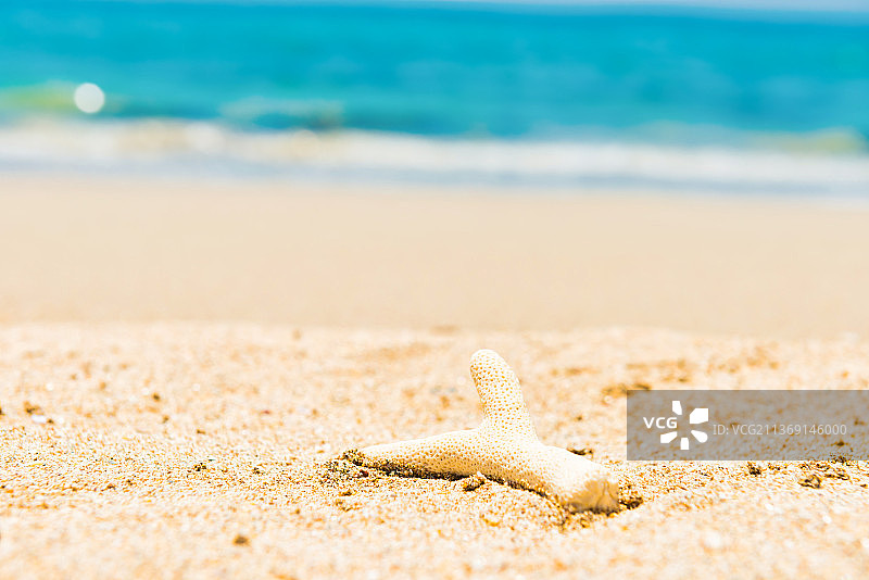 沙滩上的贝壳，海星在沙滩上的特写图片素材