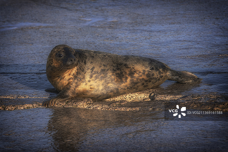 海豹在海滩上睡觉的特写图片素材