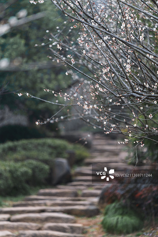 杭州超山盛开的梅花和石板路图片素材