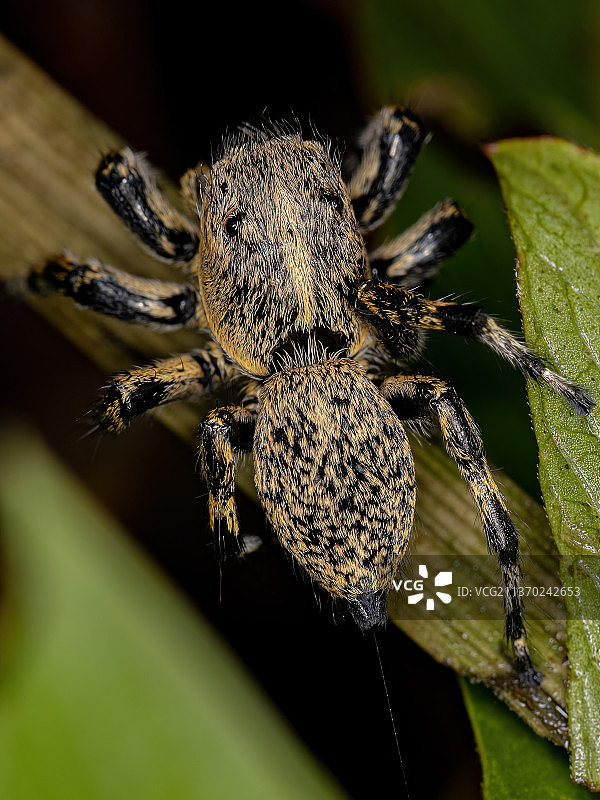 成年雌性黄跳蜘蛛，植物上的蜘蛛特写图片素材
