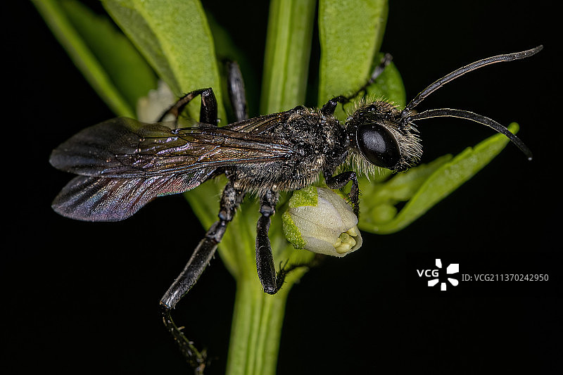 成年线腰黄蜂，近距离昆虫对黑色背景植物图片素材