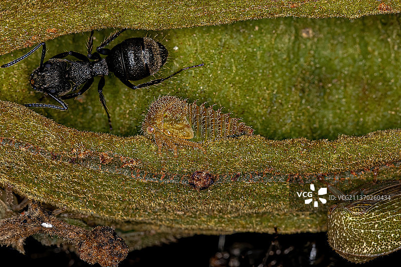 绿蝉若虫，叶片上昆虫的特写图片素材