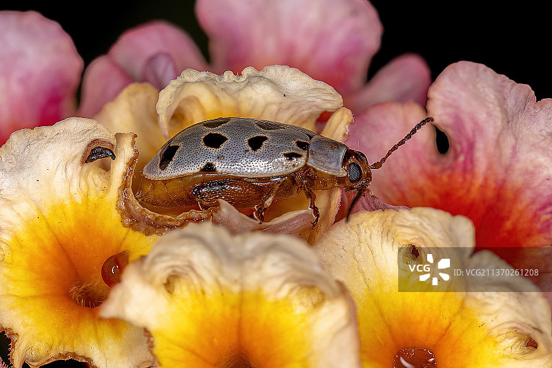 成年跳蚤甲虫，昆虫在花上的特写镜头图片素材