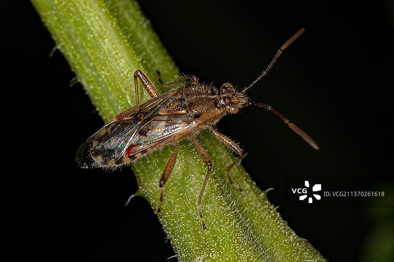 成年无嗅植物虫，近距离的昆虫叶片对黑色背景图片素材