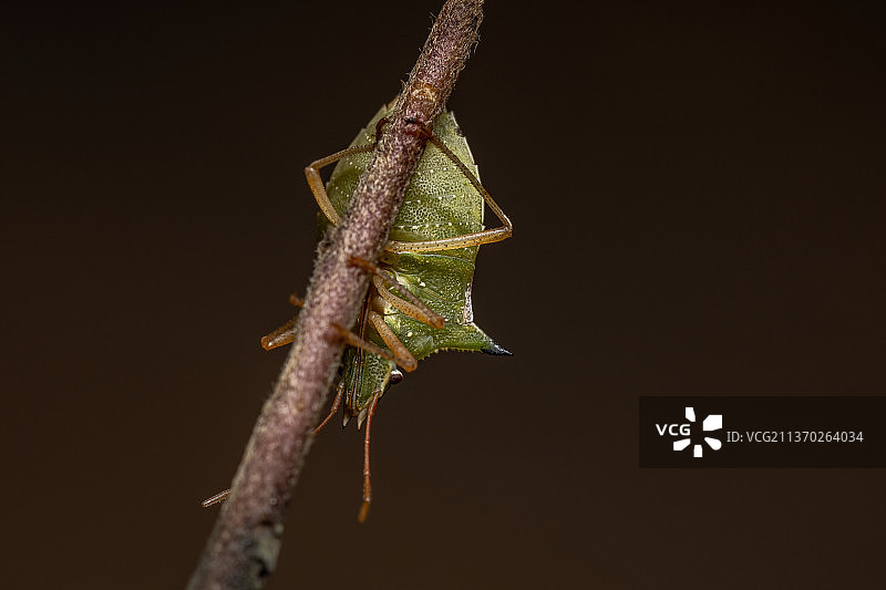 绿色的肚虫，昆虫在黑色背景下的小枝上的特写图片素材