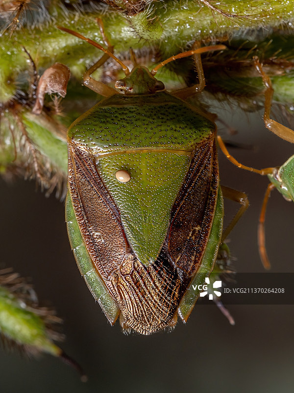 成年臭虫，昆虫在植物上的特写图片素材