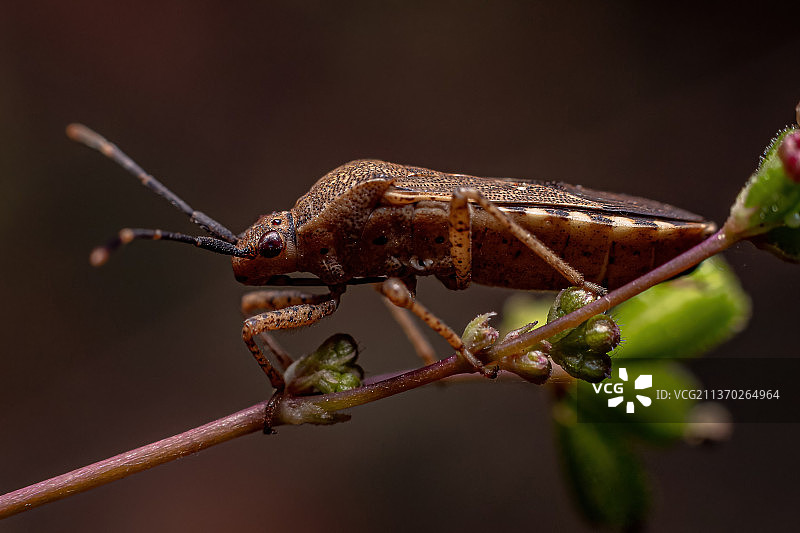 成虫，植物上昆虫的特写镜头图片素材
