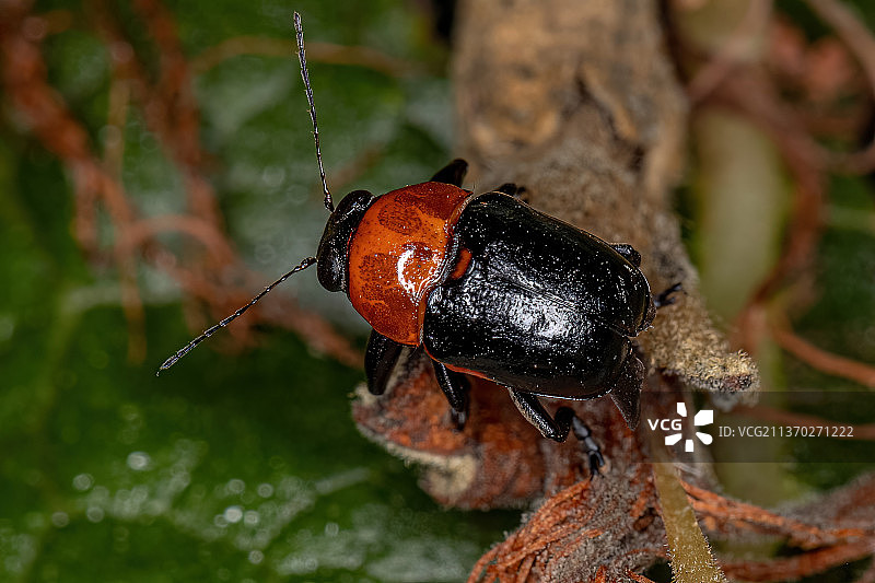 成虫壳叶甲虫，昆虫在叶子上的特写图片素材