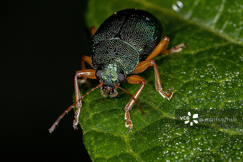 成年叶甲虫，昆虫在叶子上的特写镜头图片素材