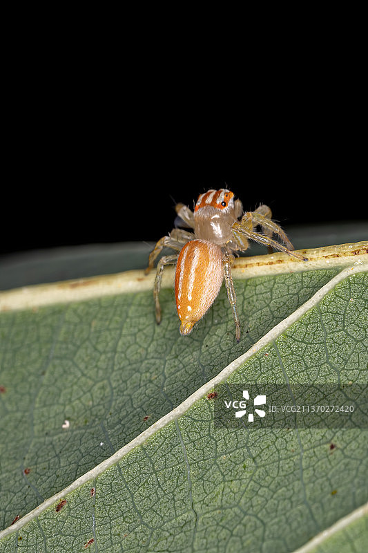 小跳蛛，昆虫在黑色背景的叶子上的特写，巴西图片素材