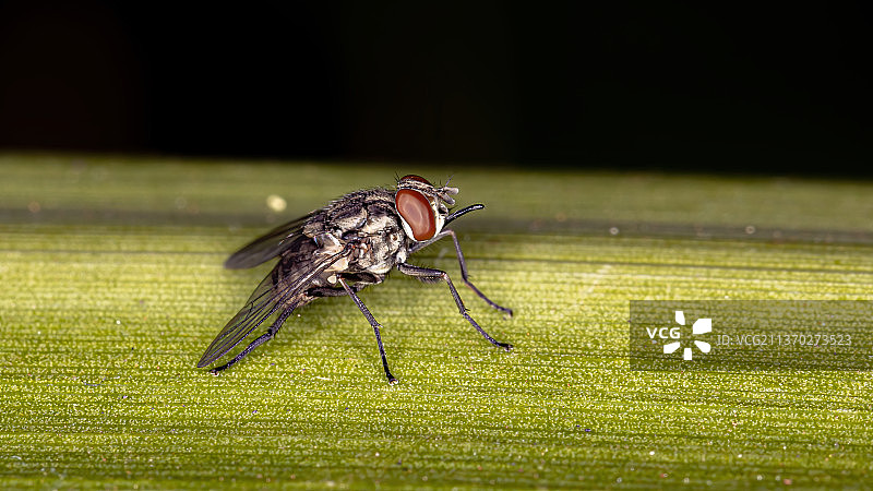 成年马厩蝇，苍蝇在叶子上的特写镜头，巴西图片素材