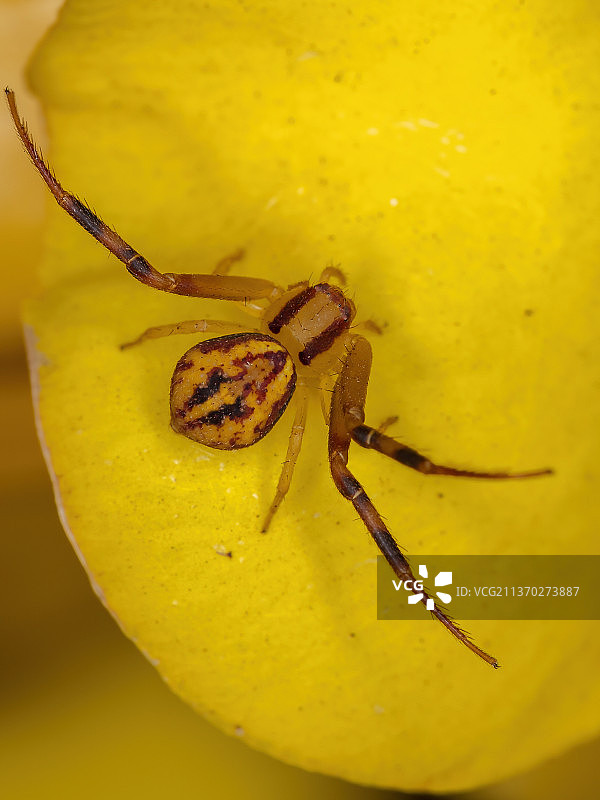 小蟹蛛，黄花上蜘蛛的特写图片素材