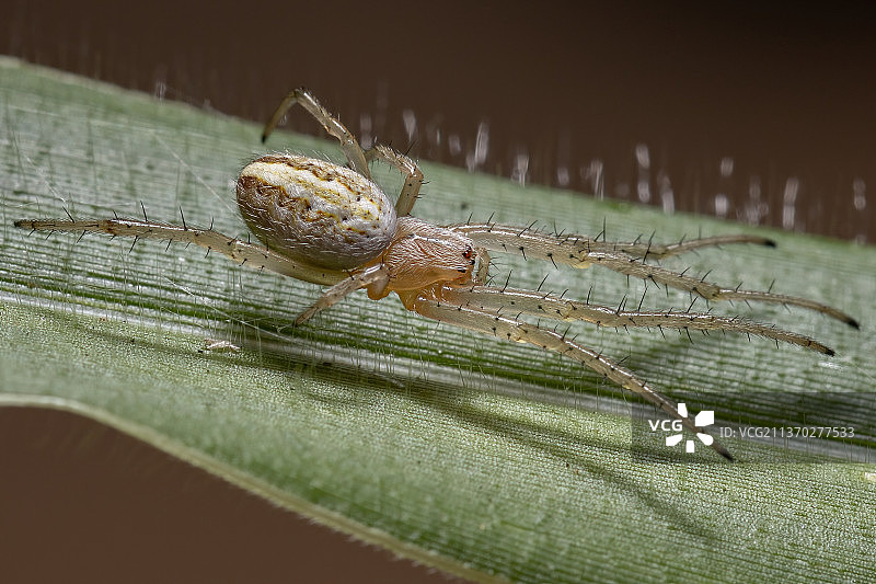 草蜘蛛，昆虫在叶子上的特写图片素材