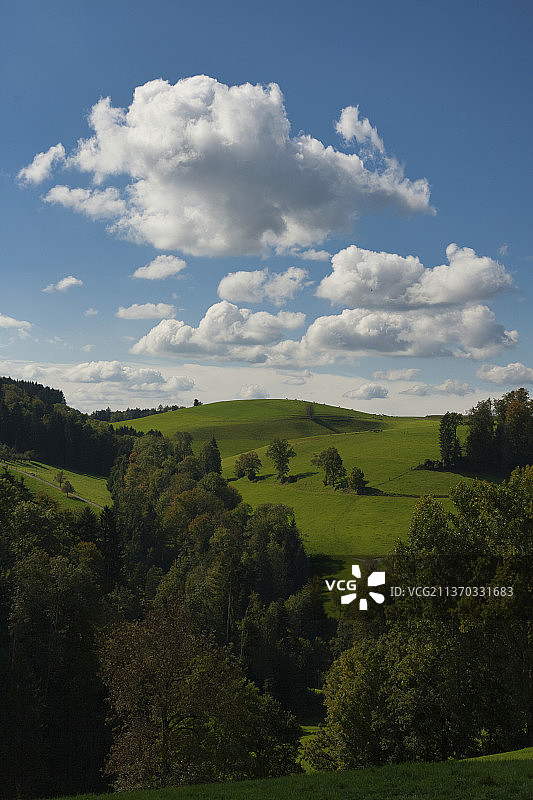 瑞士伯尔尼，天空映衬下田野上树木的风景图片素材