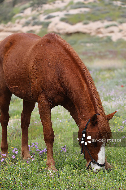 棕色的马站在田野上自制的动物图片素材