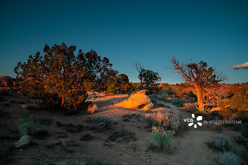 高沙漠步道，在夕阳下的晴朗天空下，田野上的树木图片素材