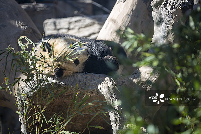 睡觉的大熊猫图片素材