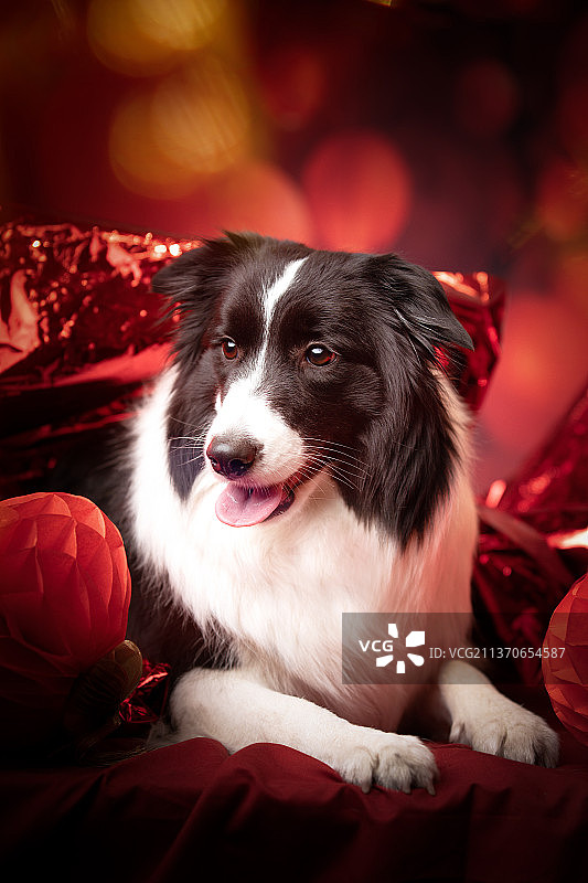 新年春节元宵节红灯笼红色背景节日气氛的宠物狗边境牧羊犬肖像照图片素材