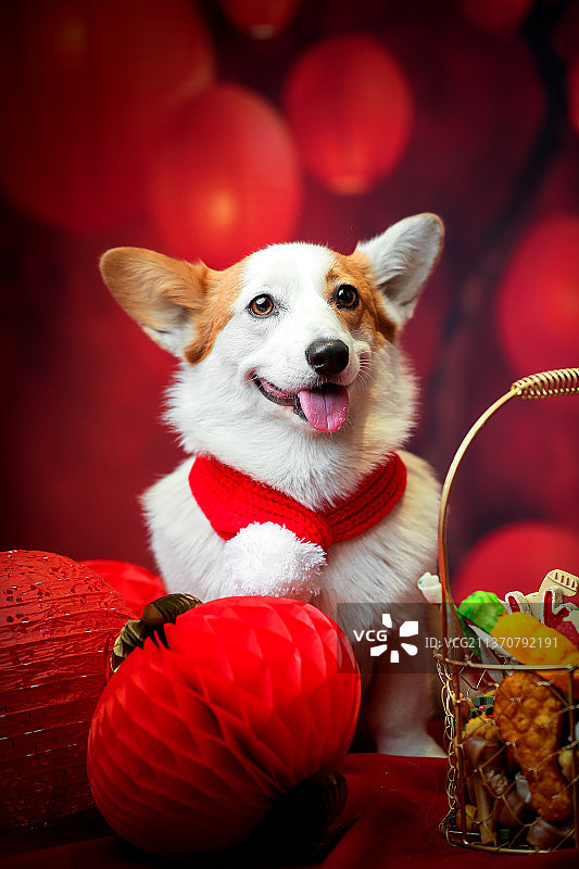 新年春节元宵节红灯笼节日气氛威尔士柯基犬肖像宠物零食美味狗零食图片素材