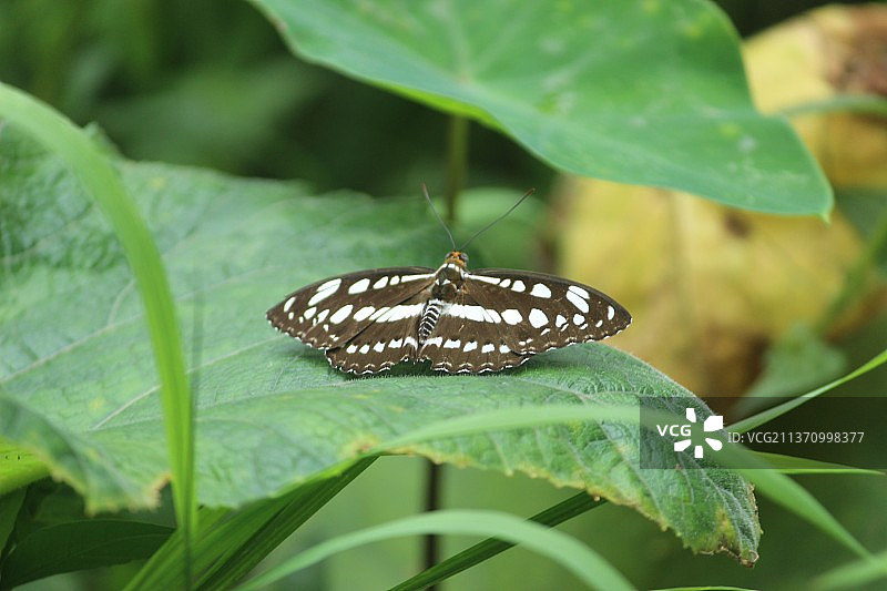 蝴蝶在叶子上的特写图片素材