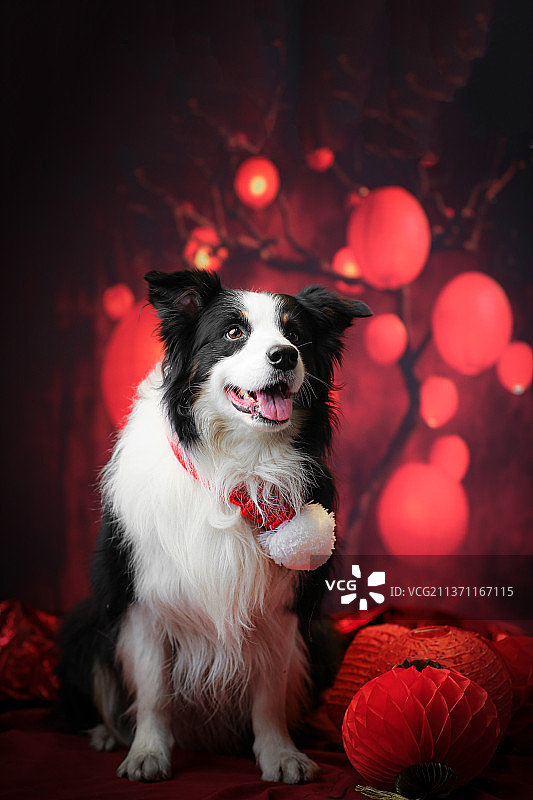动物宠物狗边境牧羊犬元宵节红灯笼新年气氛肖像照图片素材