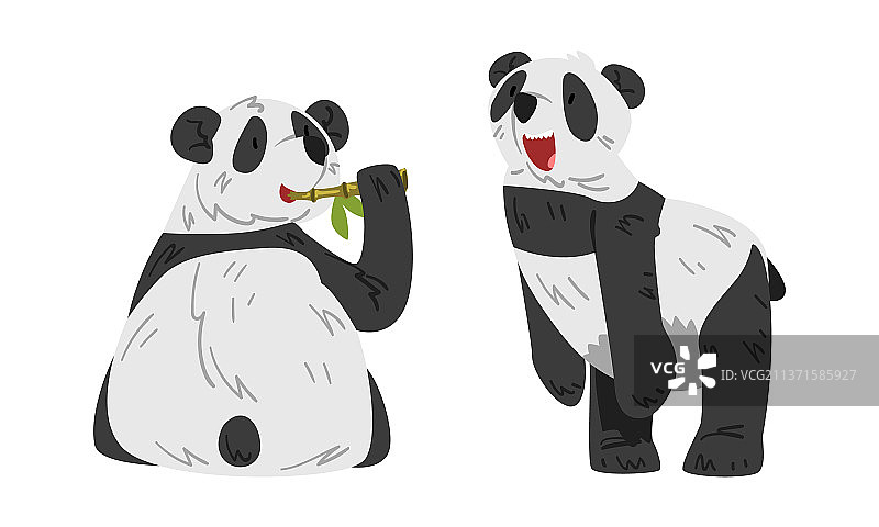 可爱的熊猫吃竹子可爱的野生动物图片素材