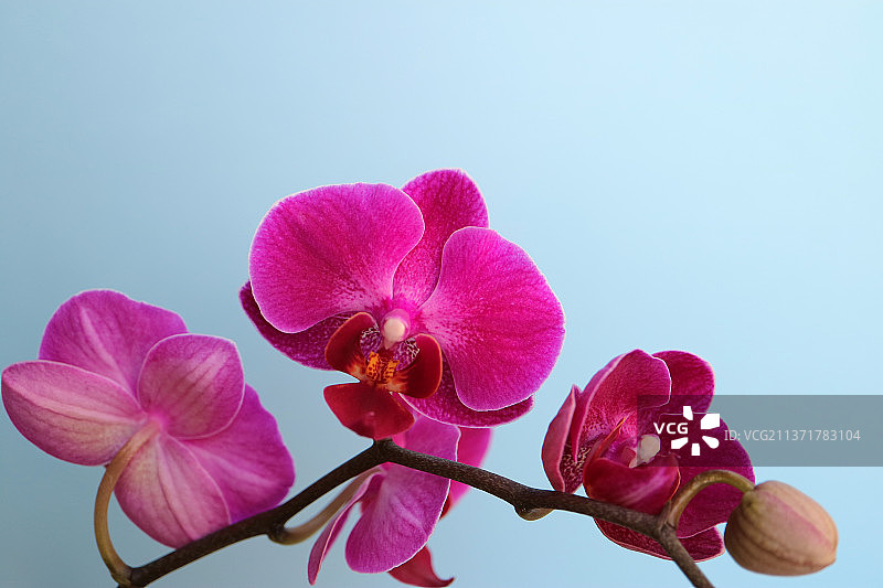 粉红色兰花与芽在蓝色背景，贾戈迪纳，塞尔维亚图片素材