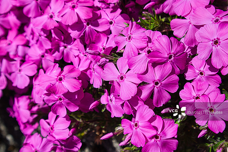 粉红色的花，近距离的粉红色开花植物图片素材