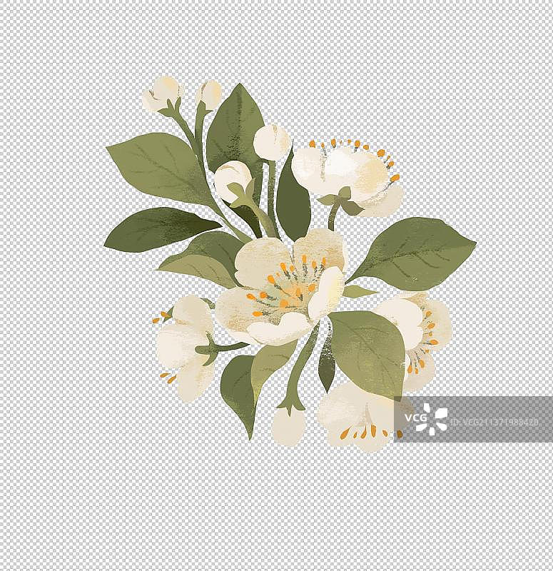春天节气插画梨花鲜花元素图片素材