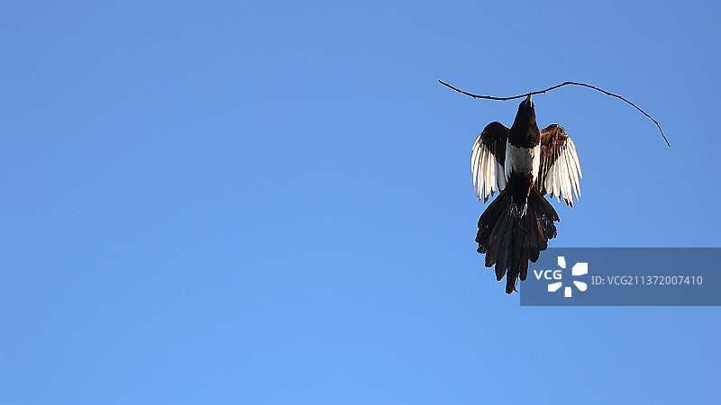 天空飞翔中叼树枝的喜鹊鸟图片素材