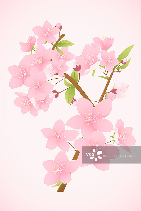 盛开的樱花矢量插画图片素材
