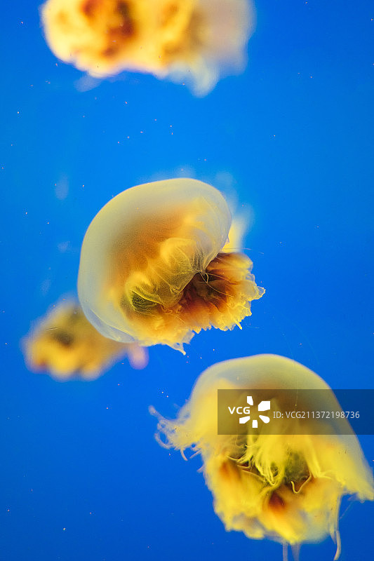 南京海底世界水母馆狮鬃水母图片素材