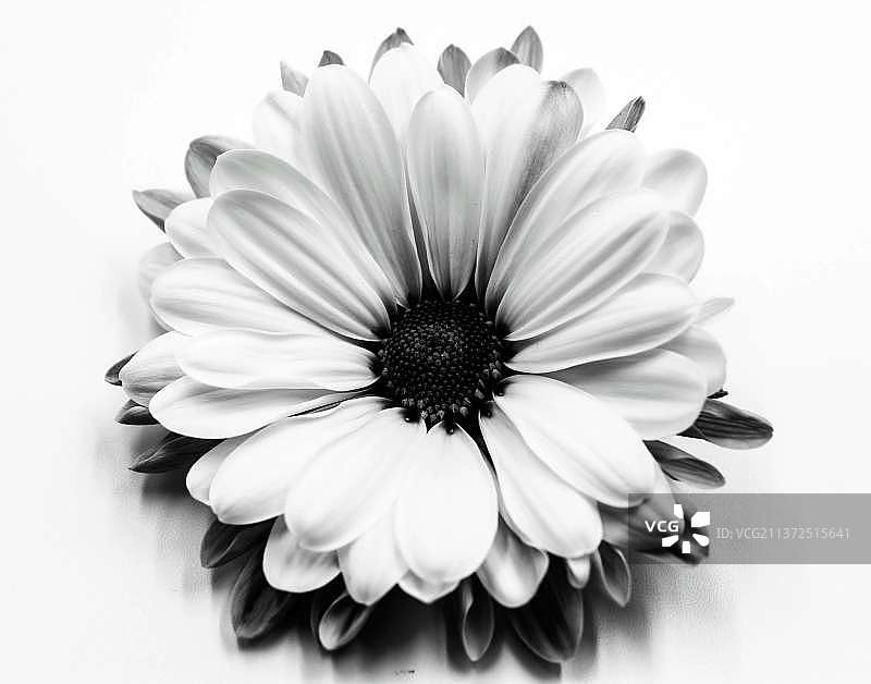 白色雏菊的特写在白色背景下图片素材