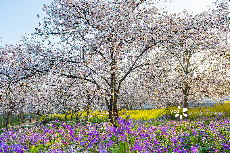 湖北武汉东湖樱花园春季风光图片素材