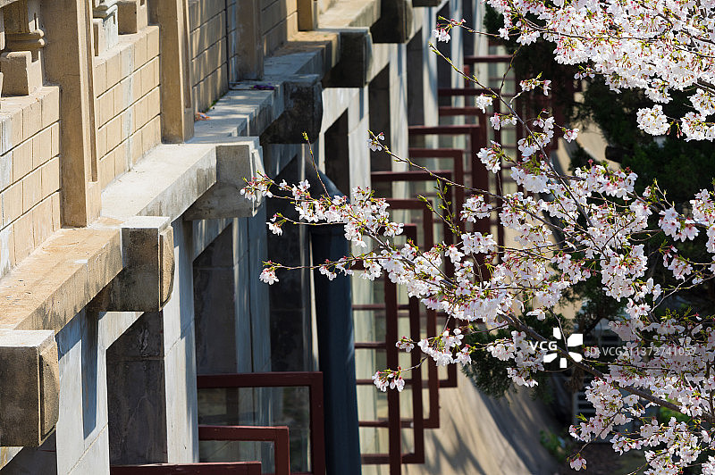 湖北武汉春季樱花盛花期风光图片素材