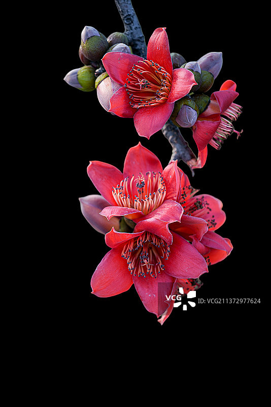 木棉花 花卉摄影 黑背景摄影图片素材