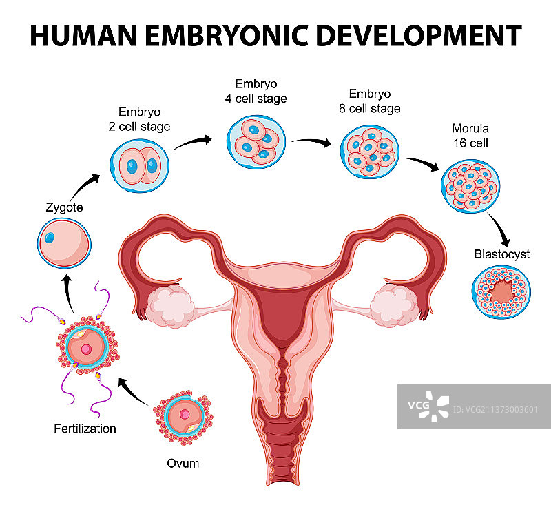 人类胚胎发育信息图图片素材