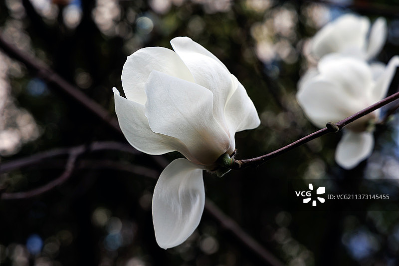 白玉兰花朵图片素材