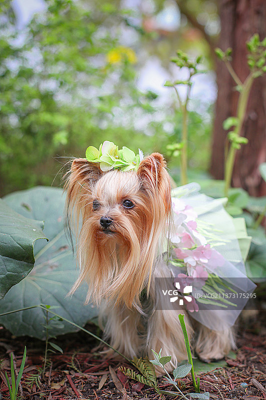 绿色草丛中的小狗小型约克夏长毛犬图片素材