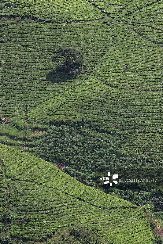 Cukul,Pangalengan西爪哇岛，印度尼西亚，农业领域的高角度视图图片素材