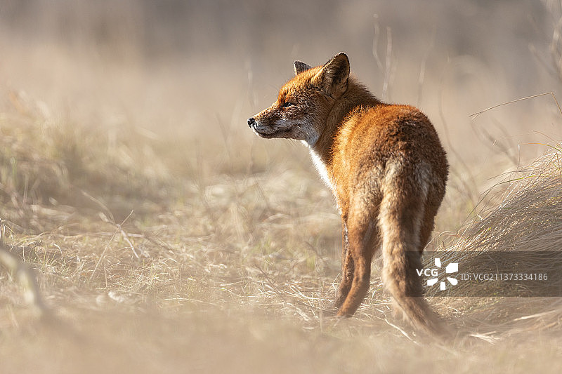 嗅嗅，荷兰赞德沃特，猎豹在田野上行走的侧视图图片素材