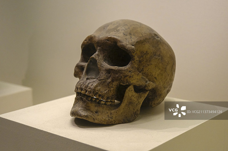 北京猿人丨人头骨丨中国国家博物馆图片素材
