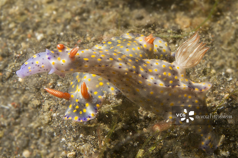 一对彩色裸鳃海蛞蝓图片素材