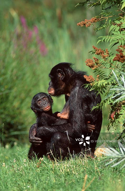 倭黑猩猩，雌性，幼仔，侏儒黑猩猩图片素材